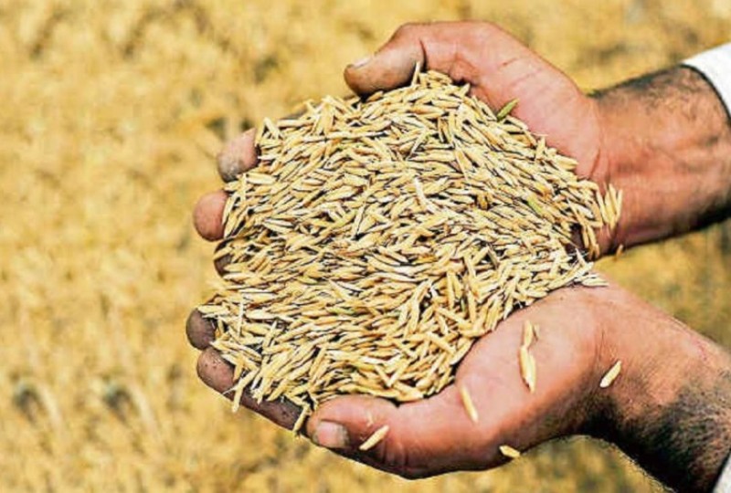धान खरिद गर्न सहकारीलाई नगद अनुदान
