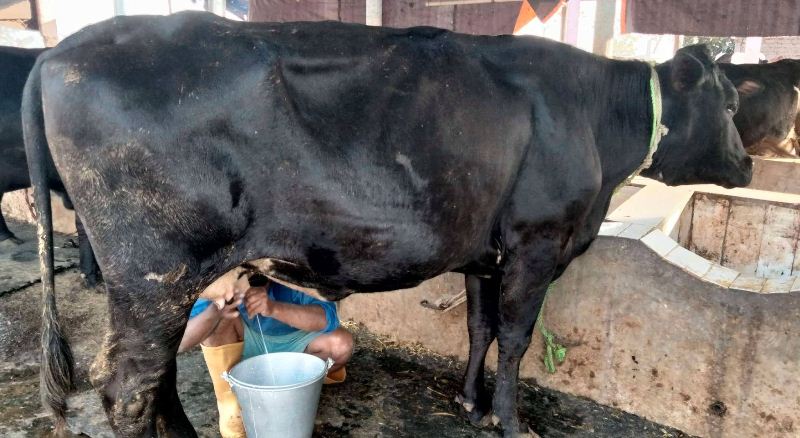 बाग्मती प्रदेशका किसानलाई दूधमा दुई रुपैयाँ अनुदान 