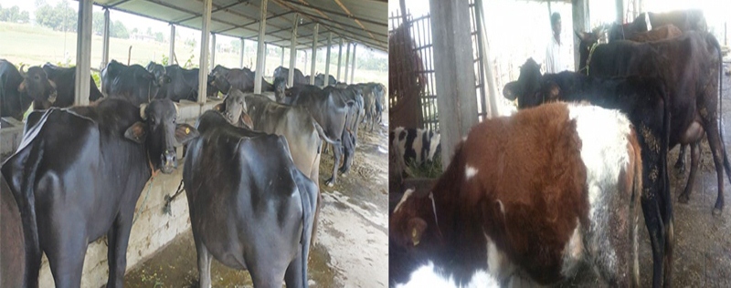 कोरोनाका कारण सहकारी व्यवसाय घाटामा