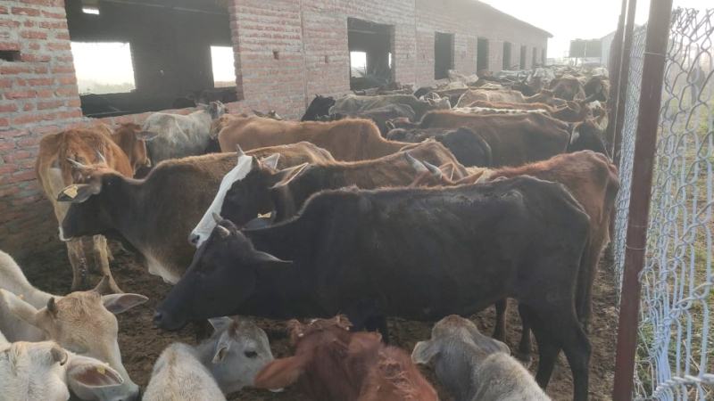 गाई संरक्षण गर्दै सहकारी