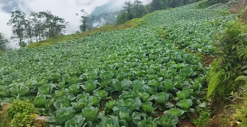 तेह्रथुममा तरकारी उत्पादन घट्यो