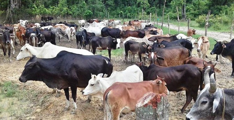 सहकारी विकास बोर्डको गौशाला कन्तबिजोगमा, मासिदैँ बोर्डको सम्पत्ति