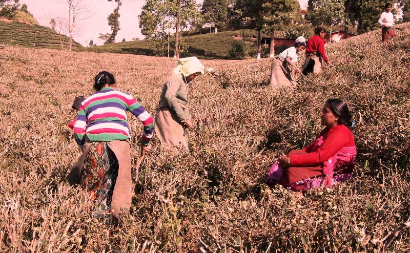 चियाको गुणस्तर सुधार्न किसानलाई काँटछाँटसम्बन्धी सीप सिकाइदै