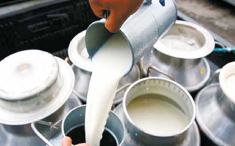 गाउँमै खपत हुन्छ दूध, नबिके छूर्पी