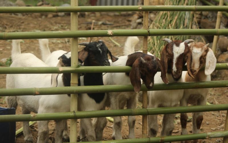 विपन्न परिवार व्यावसायिक पशुपालनमा आकर्षित, आर्थिक अवस्था सुधारिँदै