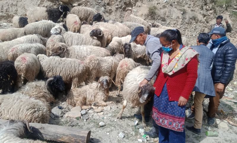 एक सय ५० किसानलाई बार्षिक १८ हजार गोठालो भत्ता दिने