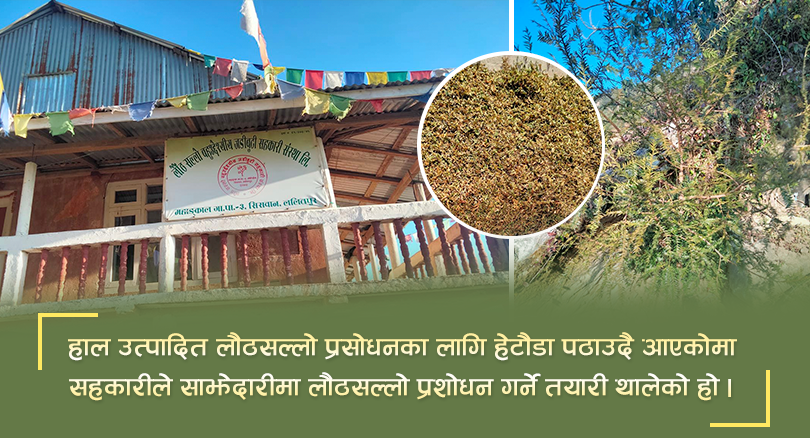 लौठसल्लो खेतीमा सहकारीको आकर्षण, प्रशोधन उद्योग संचालनको तयारी 