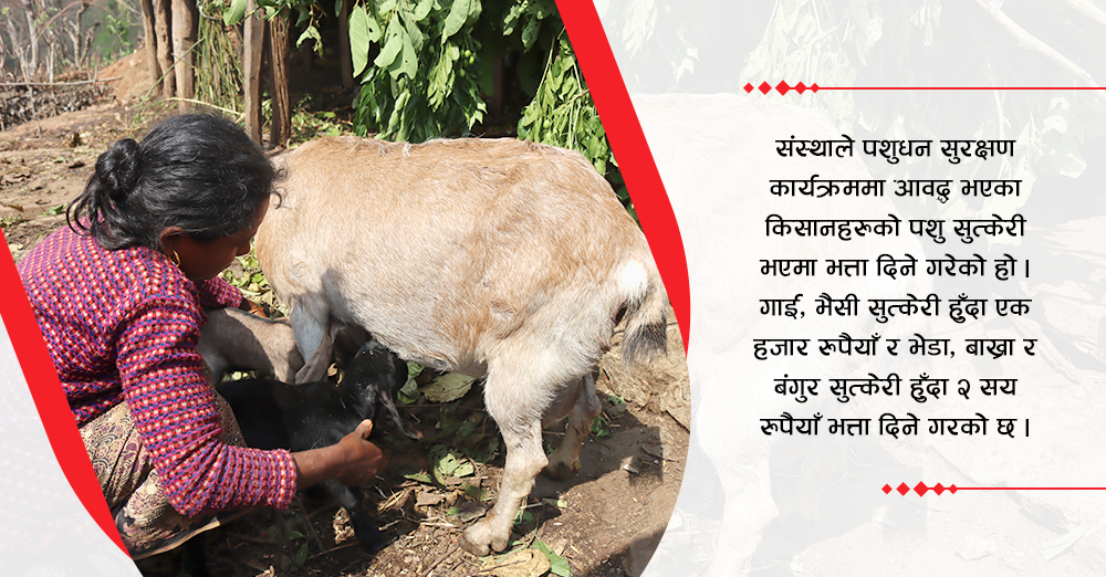 सलाङ साना किसान सहकारी, जसले पशुलाई समेत सुत्केरी भत्ता दिन्छ 