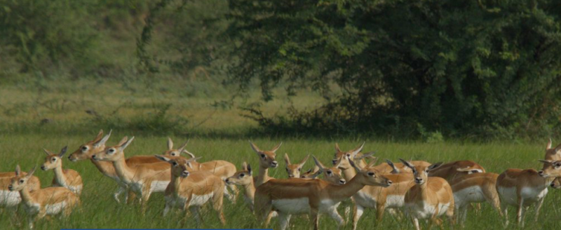 गुलरिया नगरपालिकाले सहकारीको ऋण नतिर्नेको नाम सार्वजनिक गरी सेवा सुविधाबाट बञ्चित गर्ने